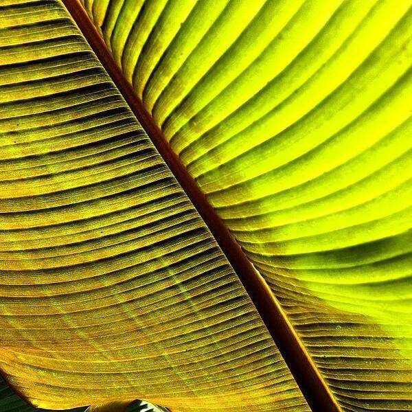 Nature Poster featuring the photograph Light Shining Through by Travel Designed