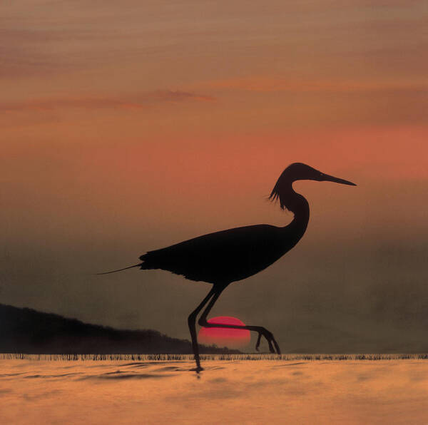 00172317 Poster featuring the photograph Little Egret Silhouetted At Sunset by Tim Fitzharris