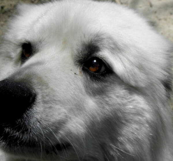 Great Pyrenees Poster featuring the photograph Loving eyes and Face by Kim Galluzzo Wozniak