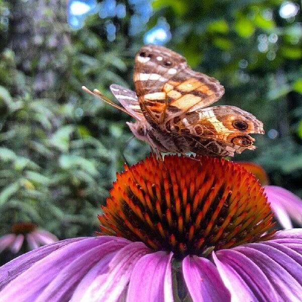 Pink Poster featuring the photograph #macro #pink #echinacea #coneflower by Carla From Central Va Usa