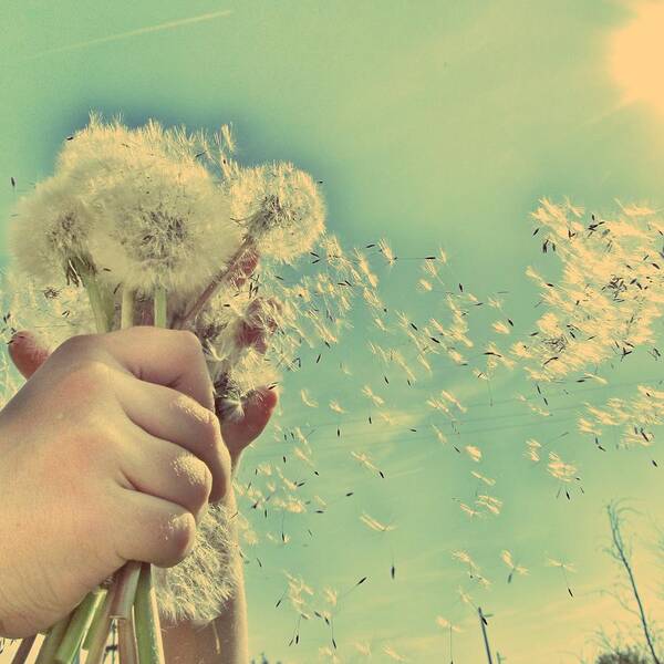 Dandelion Poster featuring the photograph Millions of Wishes... by Marianna Mills
