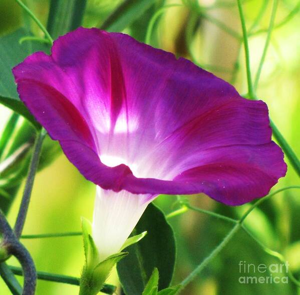 Purple Morning Glory Flower Poster featuring the photograph Morning Glory by Michele Penner