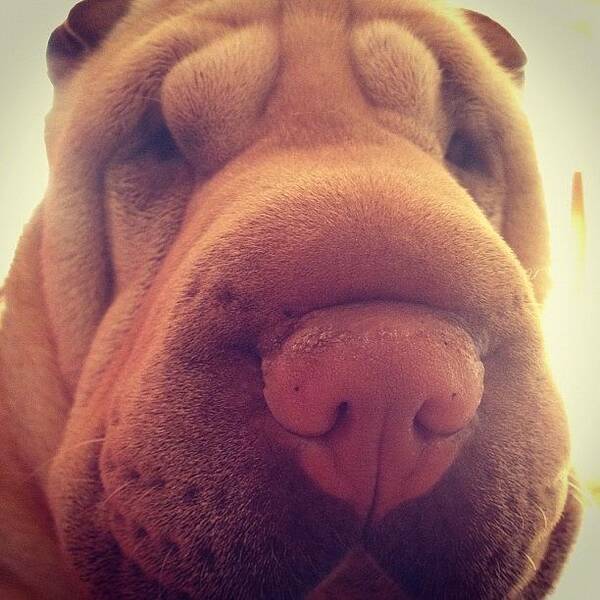 Sharpei Poster featuring the photograph My nose by Valeria Paulon