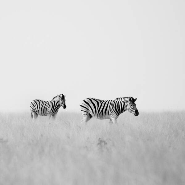 Namibia Poster featuring the photograph Namibia Zebras I by Nina Papiorek