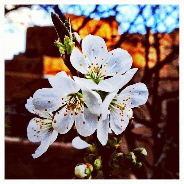 Instagram Poster featuring the photograph New Blossoms by Paul Cutright
