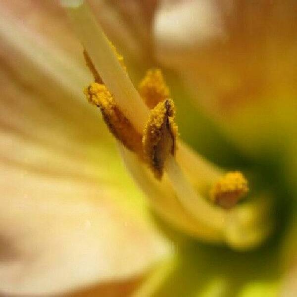 Pollen Poster featuring the photograph No Editing..#flower #hibiscus #pollen by Karan Mehta