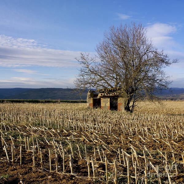 Zea Poster featuring the photograph Old hut isolated in a field. Auvergne. France by Bernard Jaubert