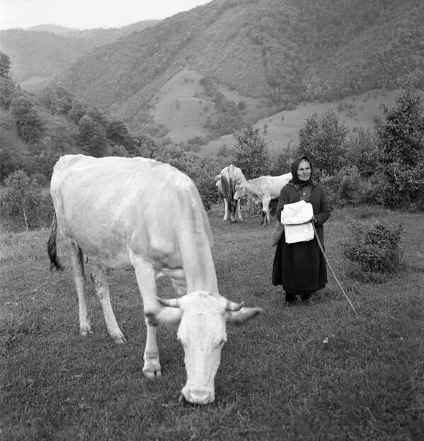 High Mountain Pasture Poster featuring the photograph Old peasant tending cows by Emanuel Tanjala