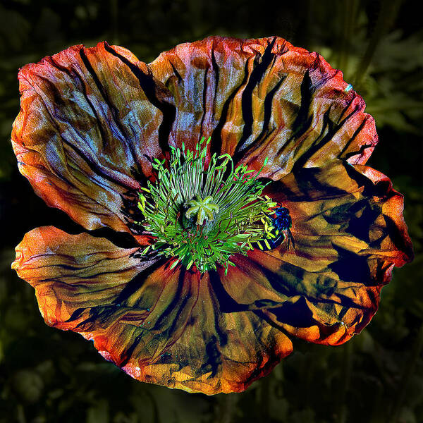 Poppy; Close-up; Close; Color; Fine Art; Photo Composite; Flowers; Fine Art Photography; Art; Nature; Wildlife; Plants; Flower Framed Prints Poster featuring the photograph Orange Poppy by Rob Outwater