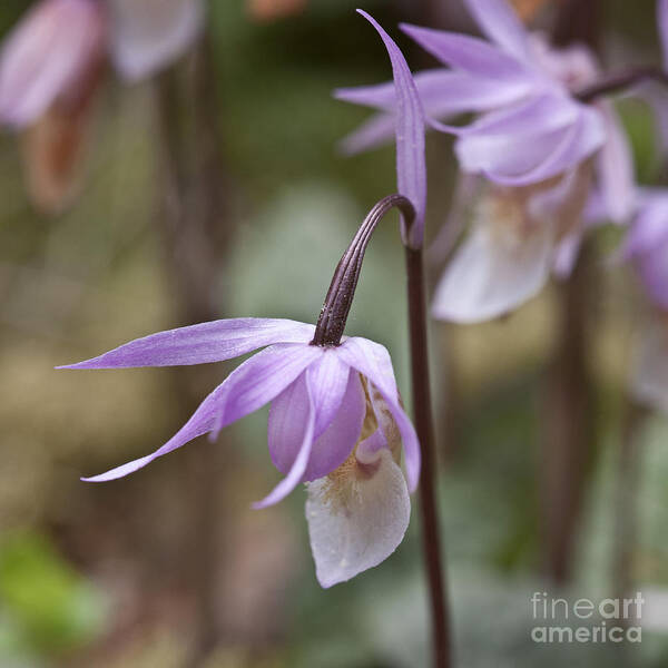 Orchid Poster featuring the photograph Orchid Calypso bulbosa - 4 - Finland by Heiko Koehrer-Wagner