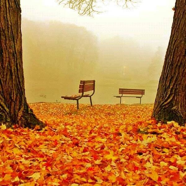 Fall Poster featuring the photograph Park Benches by Edward Sobuta