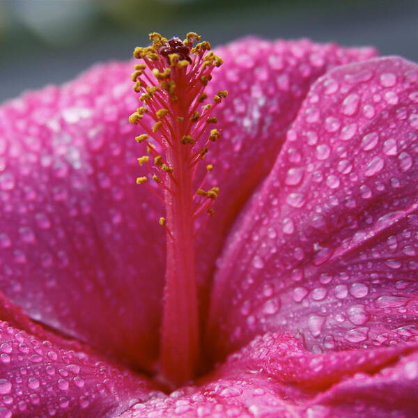 Hibiscus Poster featuring the photograph Passionate Pink Hibiscus by Karon Melillo DeVega