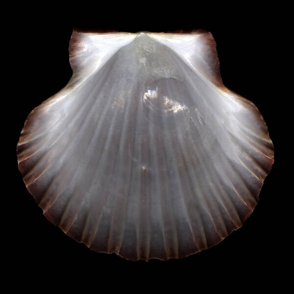 Pearlescent Poster featuring the photograph Pearlescent Shell by David Kleinsasser