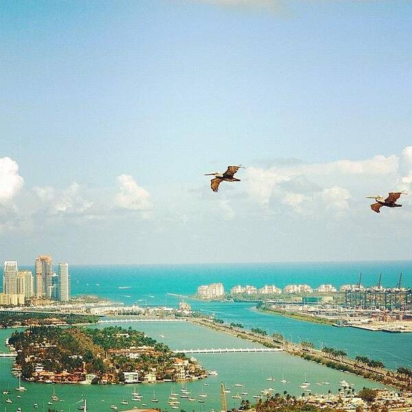 Fly Poster featuring the photograph Pelicans Above Biscayne Bay by Joel Lopez