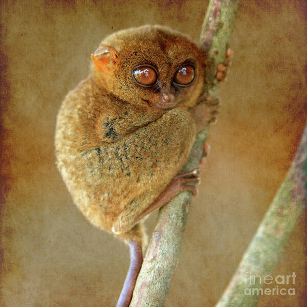 Affen Poster featuring the photograph Philippine Tarsier by Joerg Lingnau