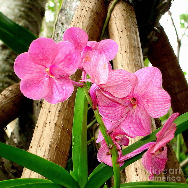 Orchids Poster featuring the photograph Pink Hawaiian Orchid by Tatyana Searcy