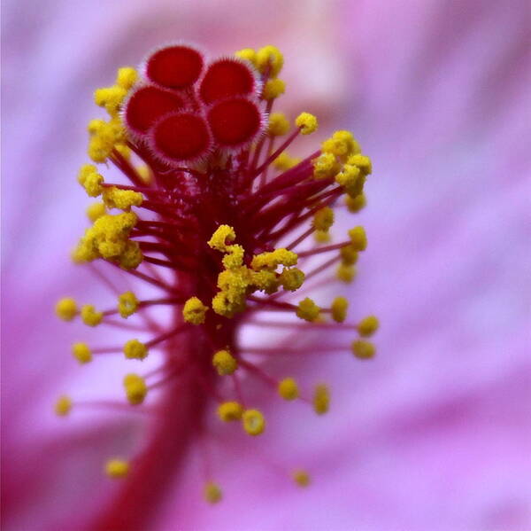 Macro Poster featuring the photograph Pink Hibiscus Inflorescence by Karon Melillo DeVega
