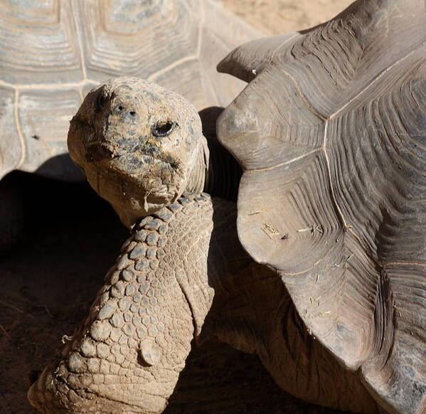 Tortoise Poster featuring the photograph Posing For Pictures by Kim Galluzzo