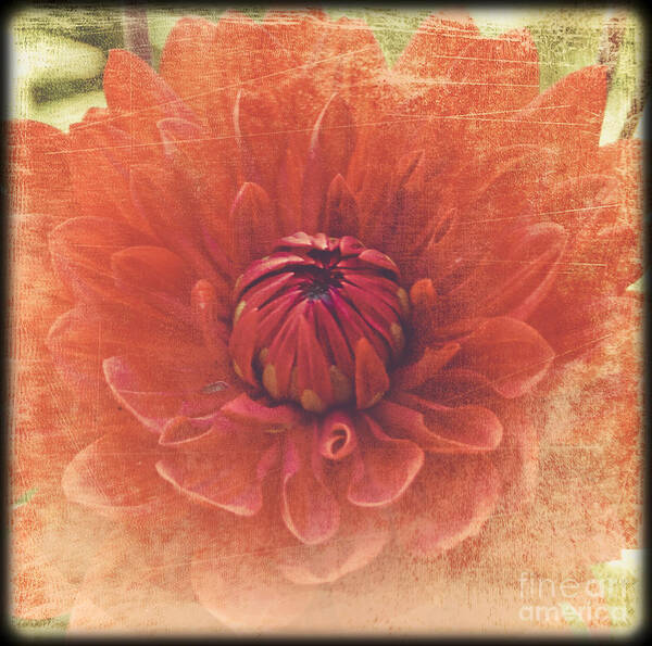 Flower Poster featuring the photograph Red Dahlia by Alana Ranney