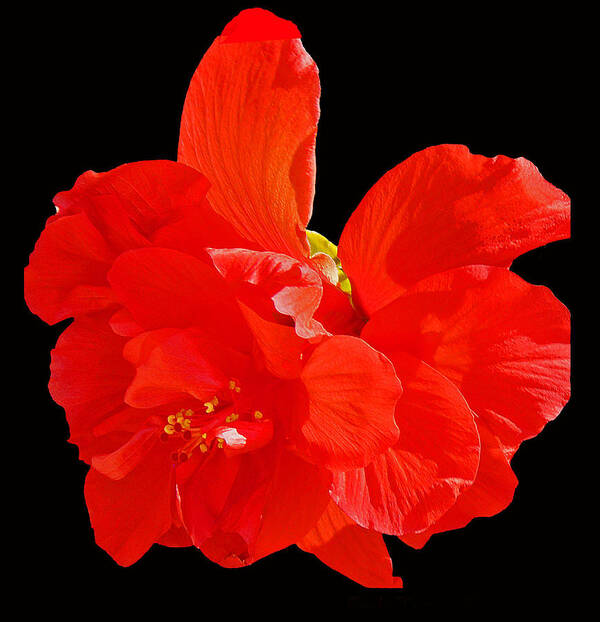 Flower Poster featuring the photograph Red Hibiscus by Cindy Manero