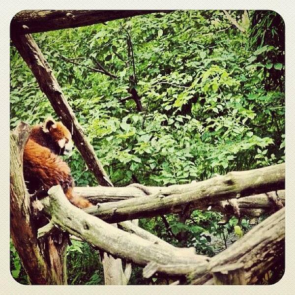 Dslr Poster featuring the photograph Red Panda by Jill Jankowski