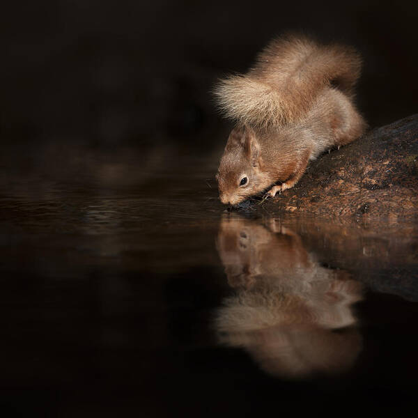 Red Squirrel Poster featuring the photograph Red Squirrel Reflection by Andy Astbury