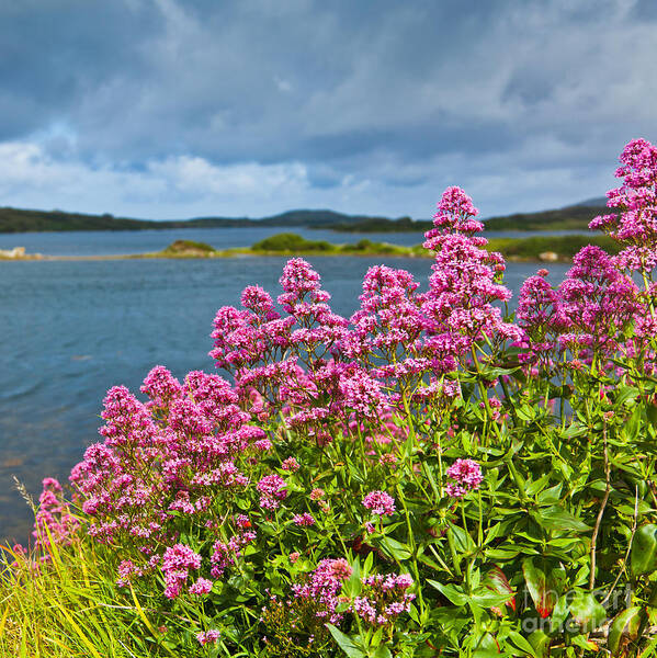 Ardmore Bay Poster featuring the photograph Red valerian by Gabriela Insuratelu