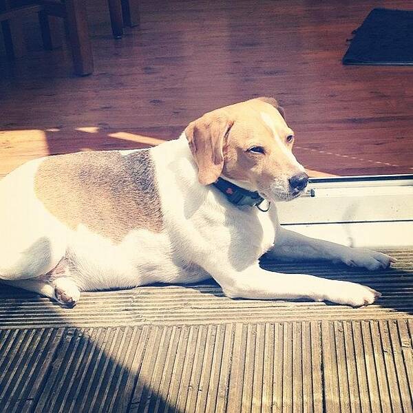 Dogastagram Poster featuring the photograph #rolo Sun Bathing #scott_ashton by Hannah Dolphin