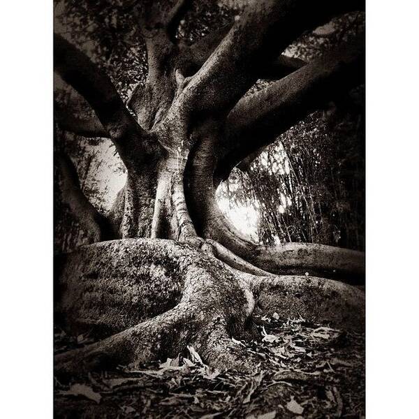 Blackandwhite Poster featuring the photograph Rooted #instameetsydneyapril2012 by Kendall Saint