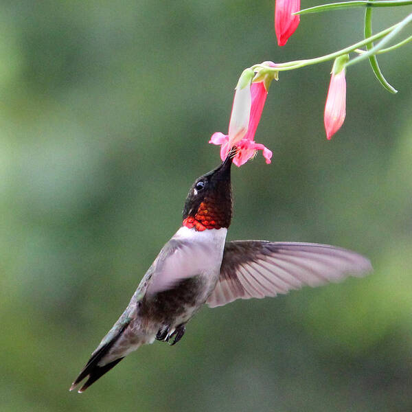 Ruby Throated Hummingbird Poster featuring the photograph Ruby Throated Hummingbird1 by Brook Burling