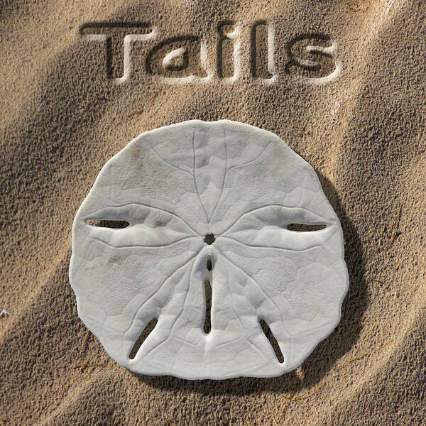 Sand Dollar Poster featuring the photograph Sand Dollar Tails by Mike McGlothlen