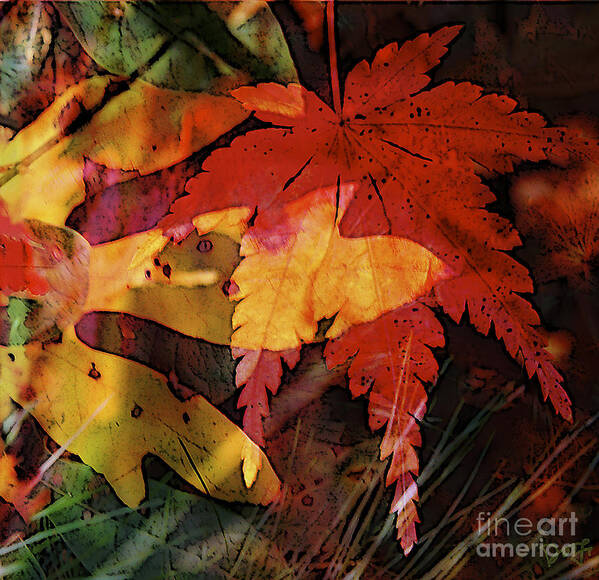 Sugar Maple Poster featuring the photograph Sassy and Sugar Leaves by Dee Flouton