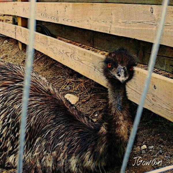 Cute Poster featuring the photograph Sceptical Emu. #emu #bird #farm by Jess Gowan