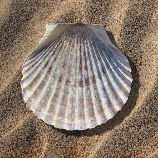 Sea Shell Poster featuring the photograph Sea Shell 2 by Mike McGlothlen