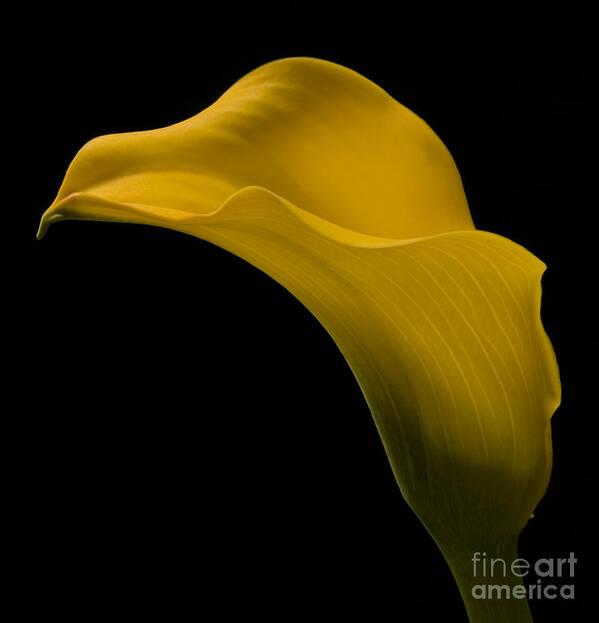 Calla Lily Poster featuring the photograph Sensuous Curves by Susan Candelario