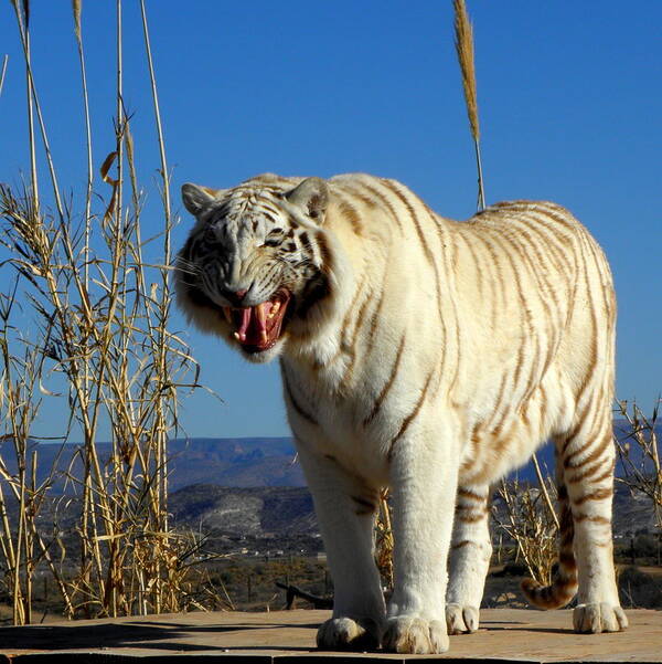 White Poster featuring the photograph Snarl by Kim Galluzzo