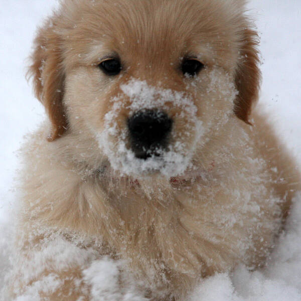 Golden Retriever Poster featuring the photograph Snow puppy by Marta Alfred