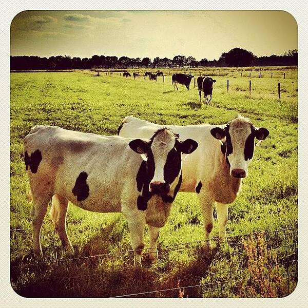Beautiful Poster featuring the photograph Some #cows by Wilbert Claessens