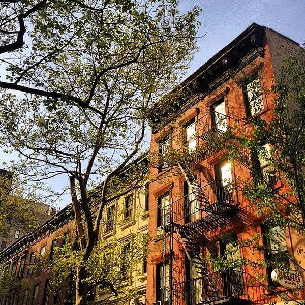 New York City Poster featuring the photograph Spring Blossoms - New York City by Vivienne Gucwa