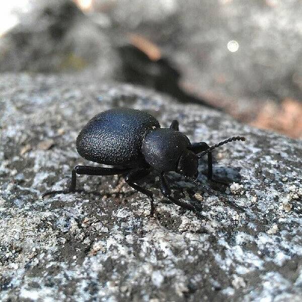 Beetle Poster featuring the photograph Stinky by Scott Freeman