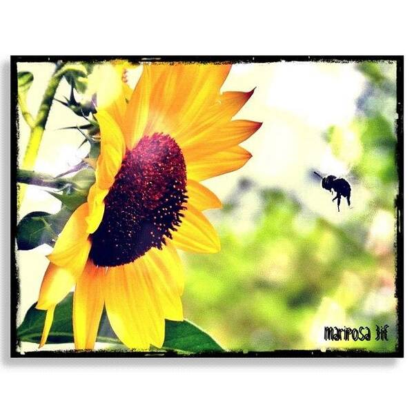 Nature Poster featuring the photograph Summer Fling by Mari Posa