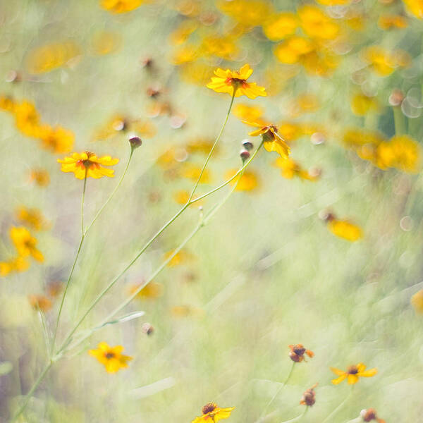 Wildflowers Poster featuring the photograph Summer Invitation by Joel Olives