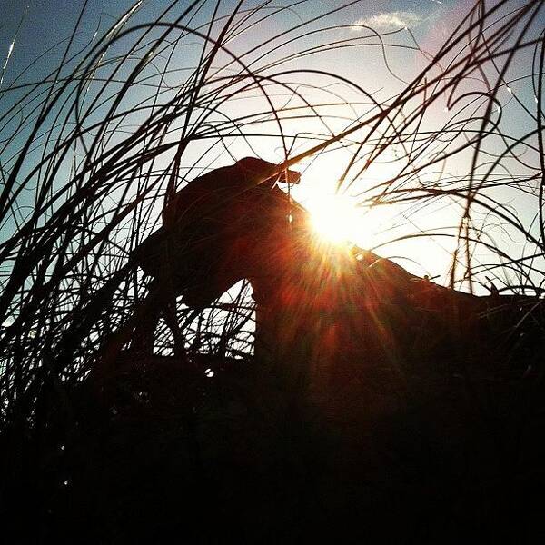 Igersfollow Poster featuring the photograph #sun #dog #instagram #photoinstagram by Avatar Pics