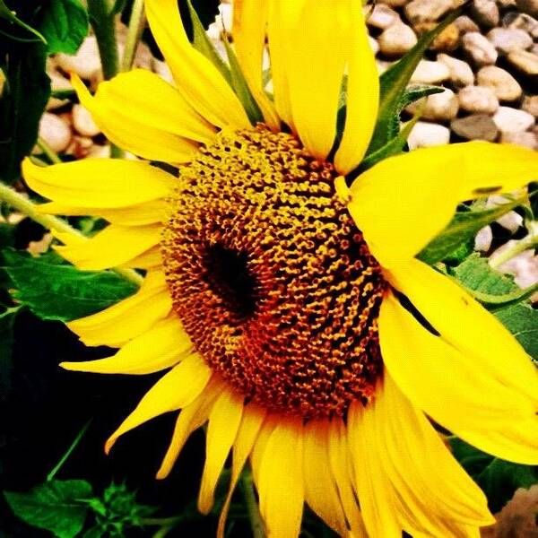 Summer Poster featuring the photograph #sunflower #flower #sun #yellow #green by Katie Williams