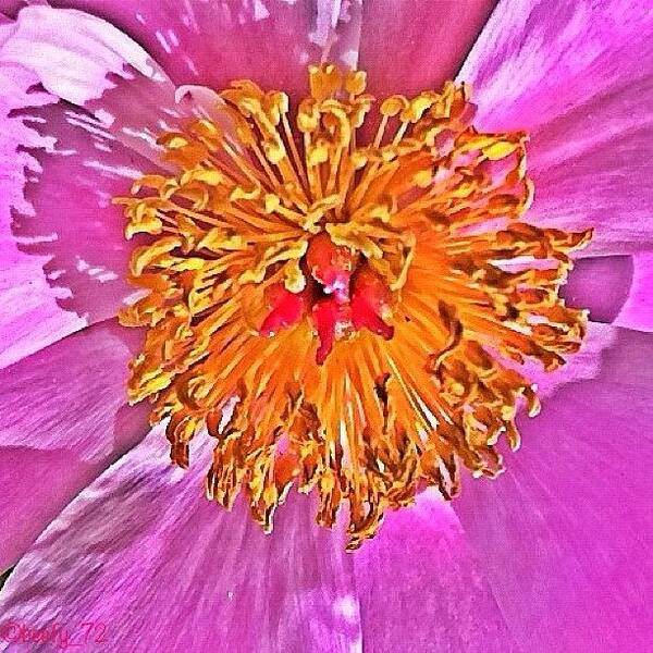Beautiful Poster featuring the photograph Sunny Flower☀🌸☀ by Paul Burger