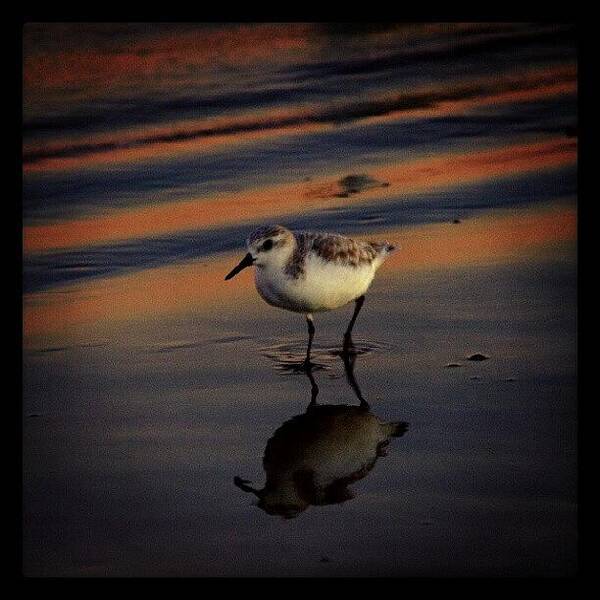 Beautiful Poster featuring the photograph Sunset And Bird Reflection by James Granberry