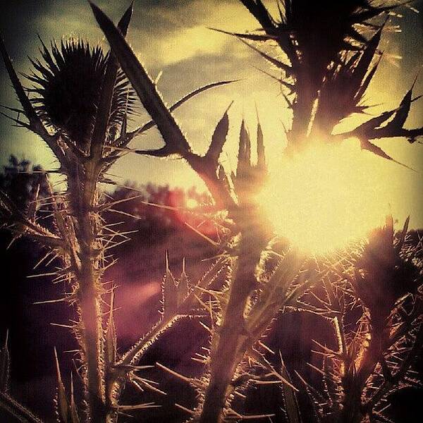 Summer Poster featuring the photograph Sunset On A Field by Tina Marie