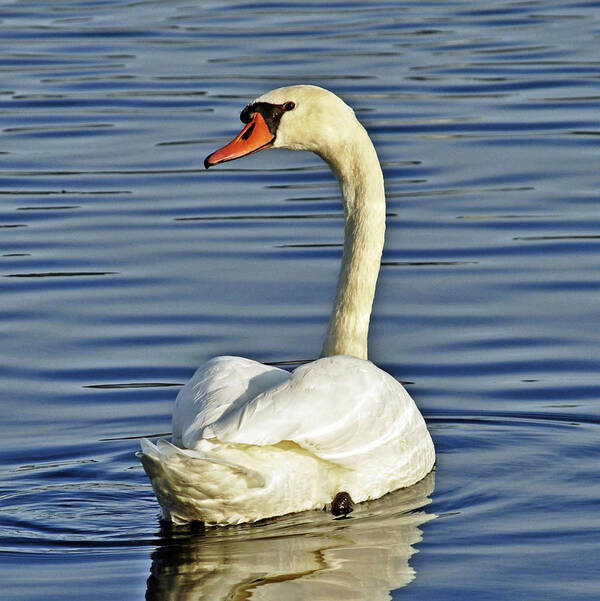 Swan Poster featuring the photograph Swan by Rodney Campbell