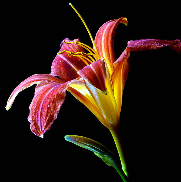 Flower Poster featuring the photograph Tawny Daylily by Dung Ma