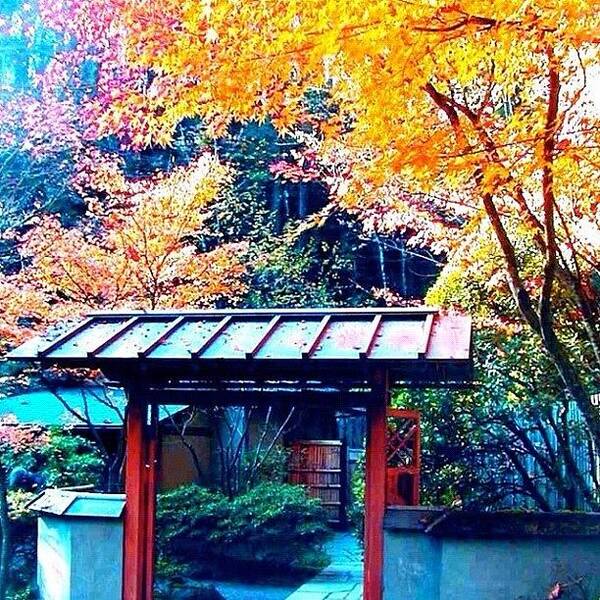 Fall Color Poster featuring the photograph Tea House Gate in the Fall by Anna Porter